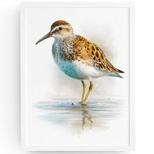 Watercolor Sandpiper Bird Portrait Wall Art Print, Unframed - Coastal Serenity